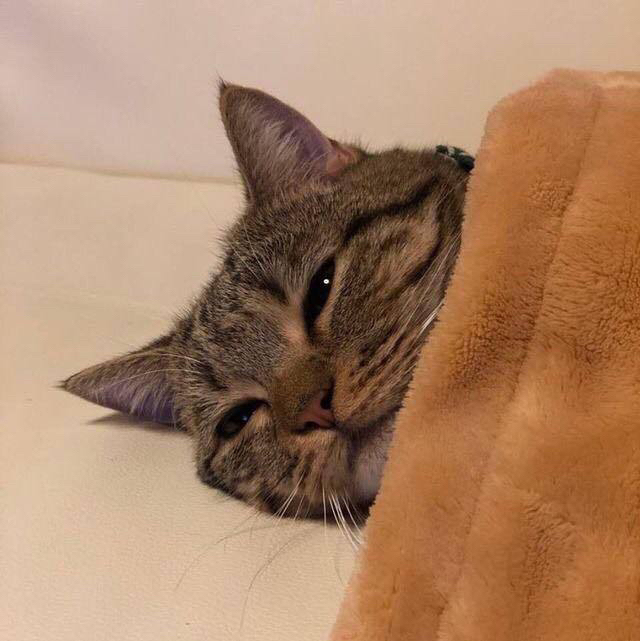 고양이에게 극세사 이불을 덮어줬더니.jpg | 인스티즈