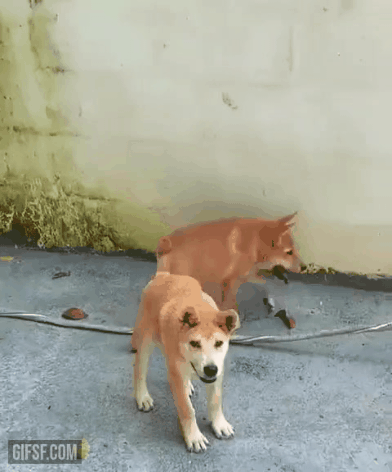 짧은 척추 증후군(short spine syndrome)을 가진 댕댕이들 | 인스티즈