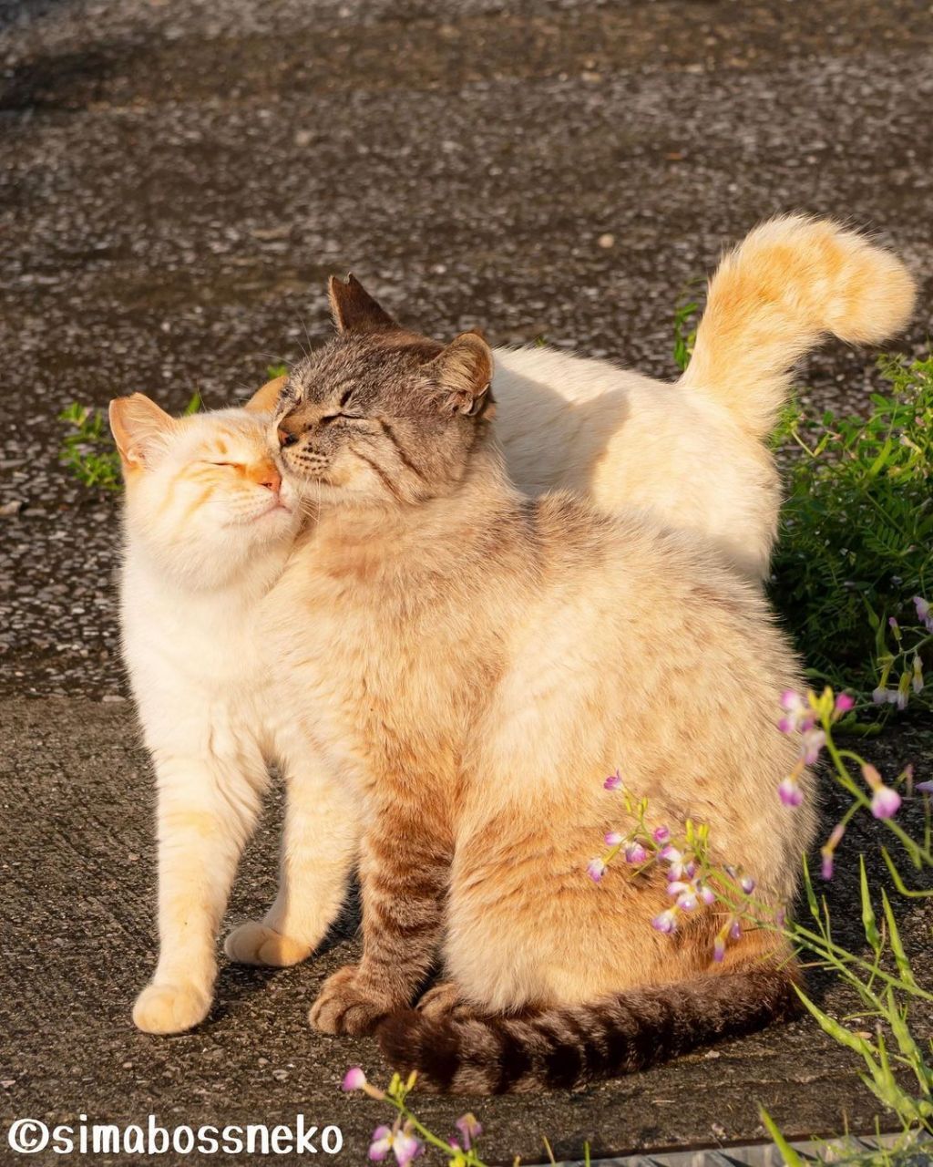 짝지어다니는 섬고양이들 | 인스티즈