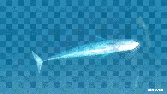 100년동안 시드니에서 3번 발견된 생명체 | 인스티즈