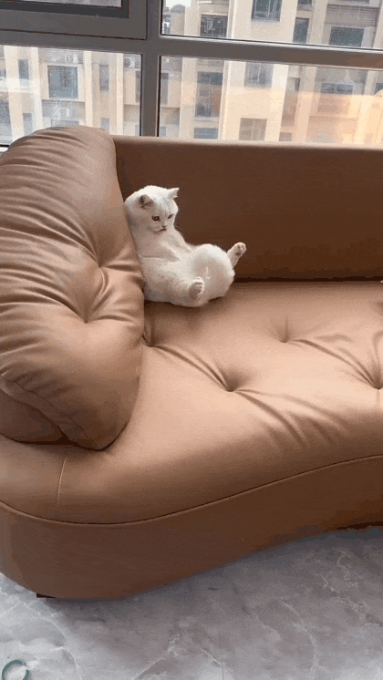 냥이 깜놀둥절 .gif | 인스티즈