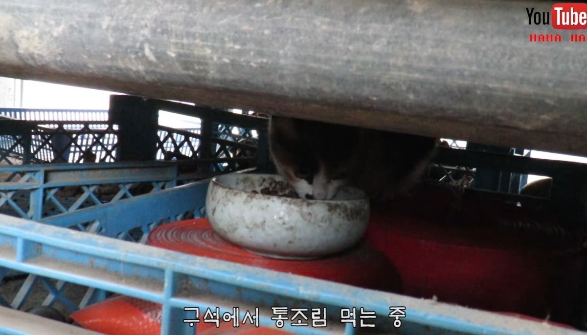 [hahaha] 아기 삼색냥이 인생 최대의 도박 | 인스티즈