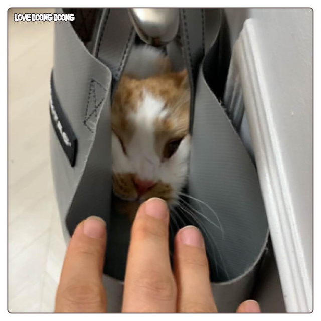 프라이탁 가방에 환장하는 냥이.gif | 인스티즈