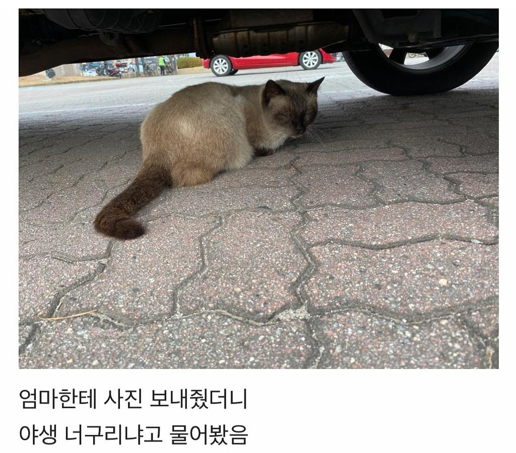 집냥이가 된 어느 길냥이 이야기 | 인스티즈