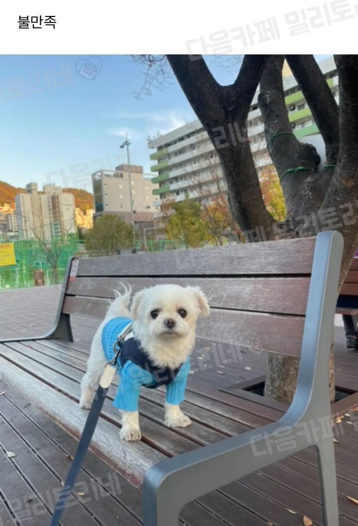 산책 만족 불만족 바로 티남 | 인스티즈