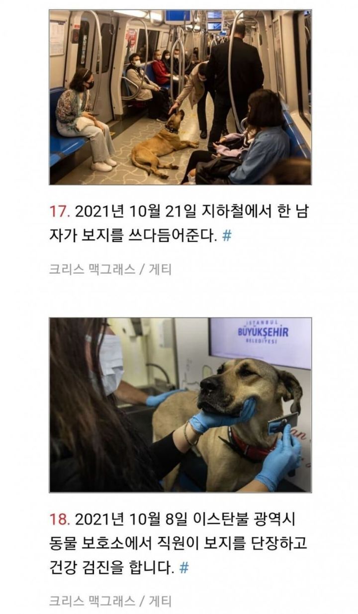 개 보지 사진.jpg | 인스티즈