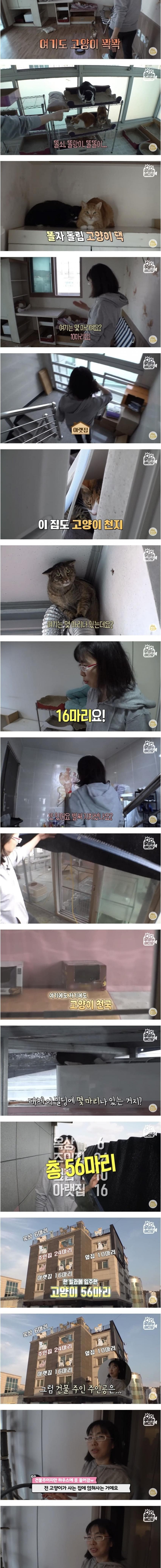 건물 전체가 고양이로 가득 찬 건물주의 삶 | 인스티즈