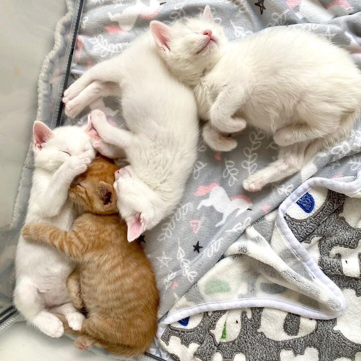 새끼 고양이 .jpg | 인스티즈