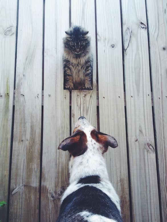 주인이 담장에 손수 만들어준 댕댕이용 창문.jpg | 인스티즈