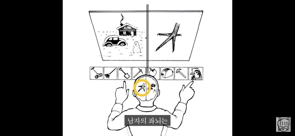 (스압)분리 뇌 실험 | 인스티즈