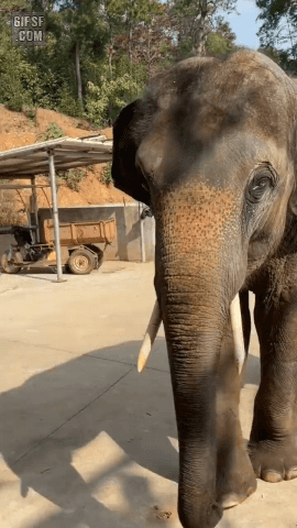 바나나먹는 코끼리 | 인스티즈