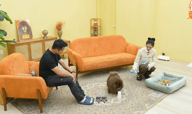 제니 껌딱지라는 블랙핑크 제니의 반려견.gif | 인스티즈