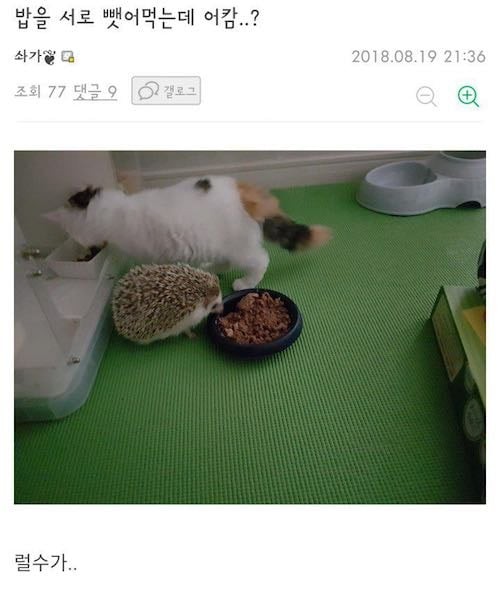 🐈🦔서로 밥을 바꿔먹는데 어캄..? | 인스티즈