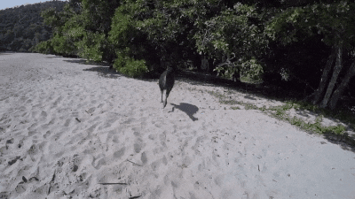 세상에서 가장 위험한 새 | 인스티즈