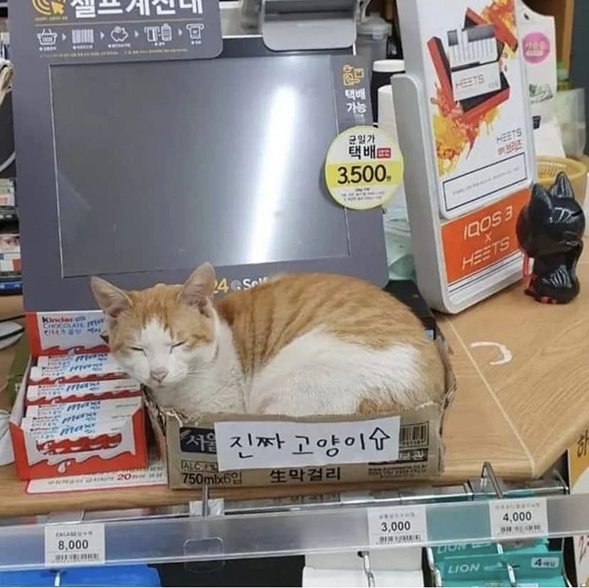 진짜 고양이.jpg | 인스티즈