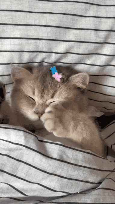 너무 졸린 고양이 | 인스티즈