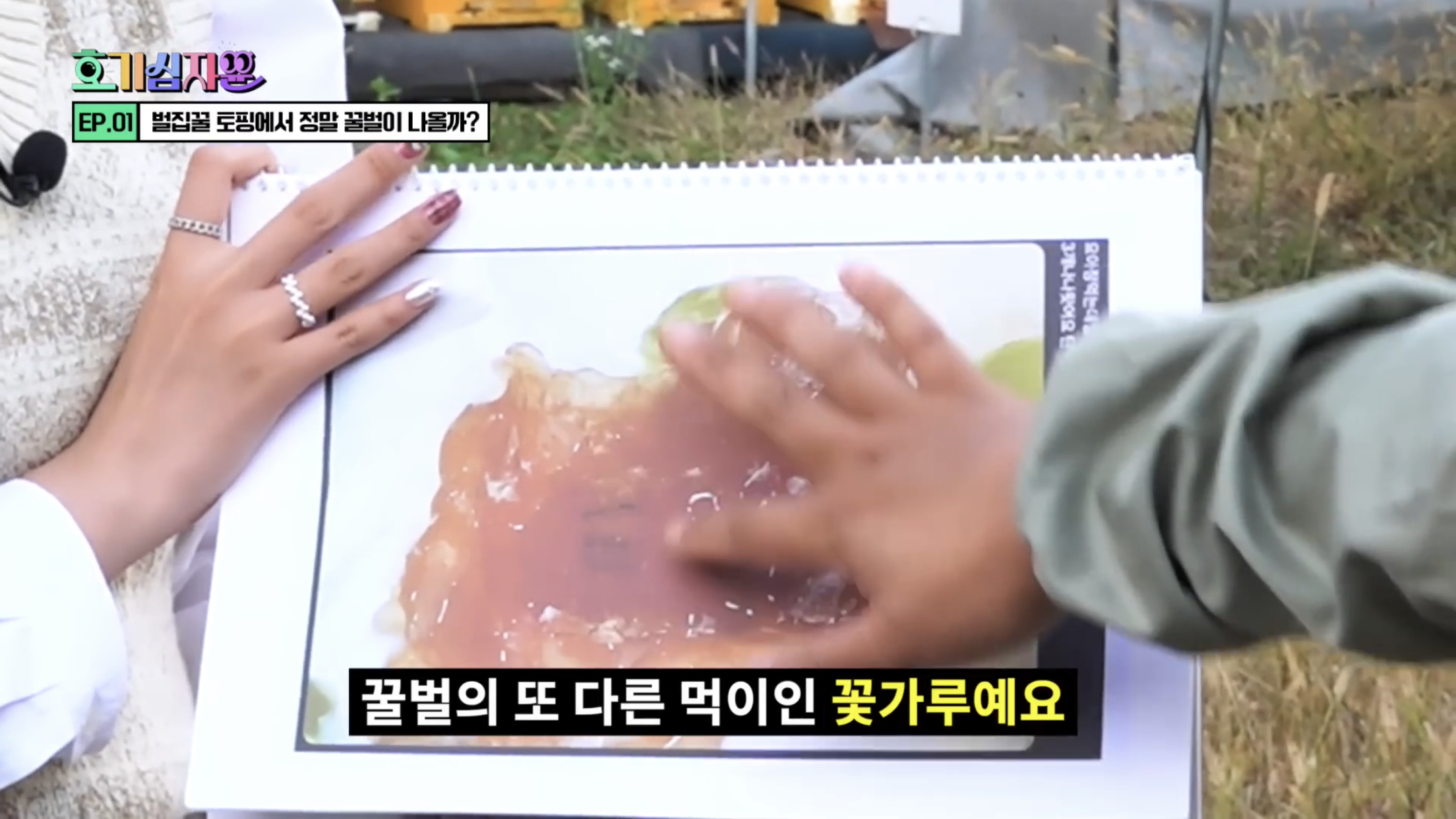 요거트 아이스크림 벌집꿀에서 나오는 벌의 정체............jpg | 인스티즈