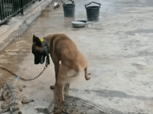 악어 괴롭히는 댕댕이 | 인스티즈