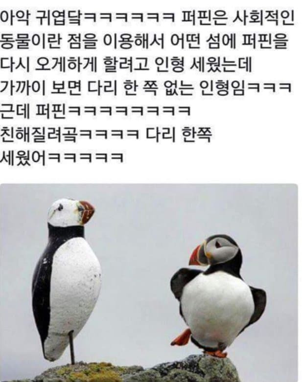 인싸력이 뛰어는 조류 | 인스티즈