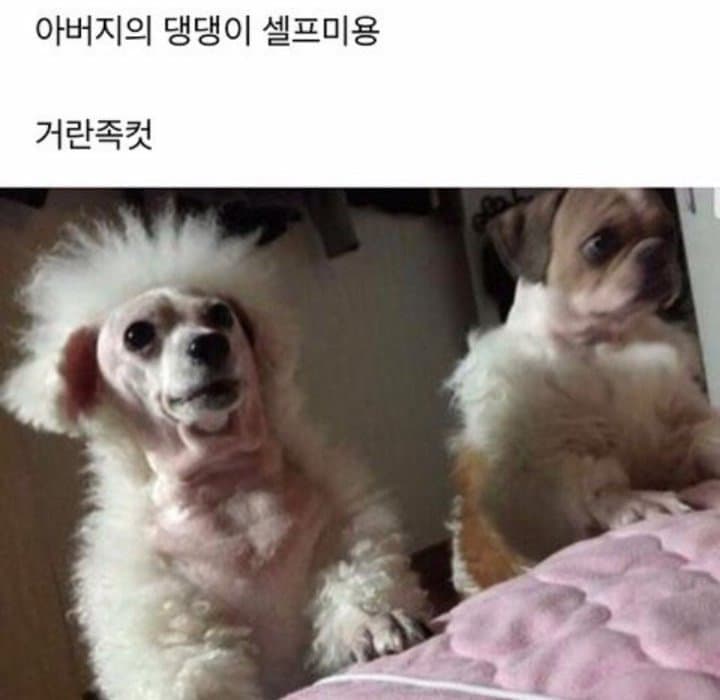 디씨 댕댕이 인증 레전드 모음 | 인스티즈