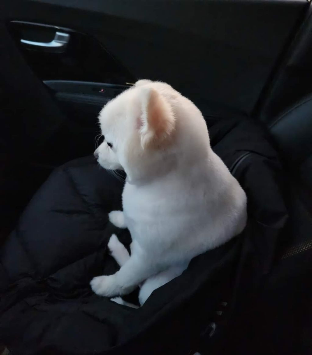 회사에 개인사정때문에 강아지를 데려왔던 직장인 | 인스티즈