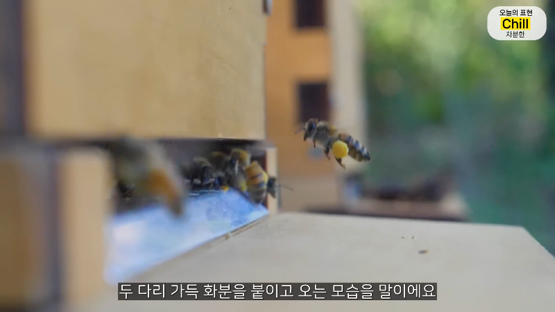 양봉 시작한 올리버쌤 근황.jpg | 인스티즈