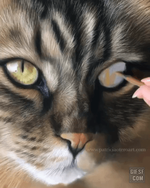 고양이 눈 그리기 | 인스티즈