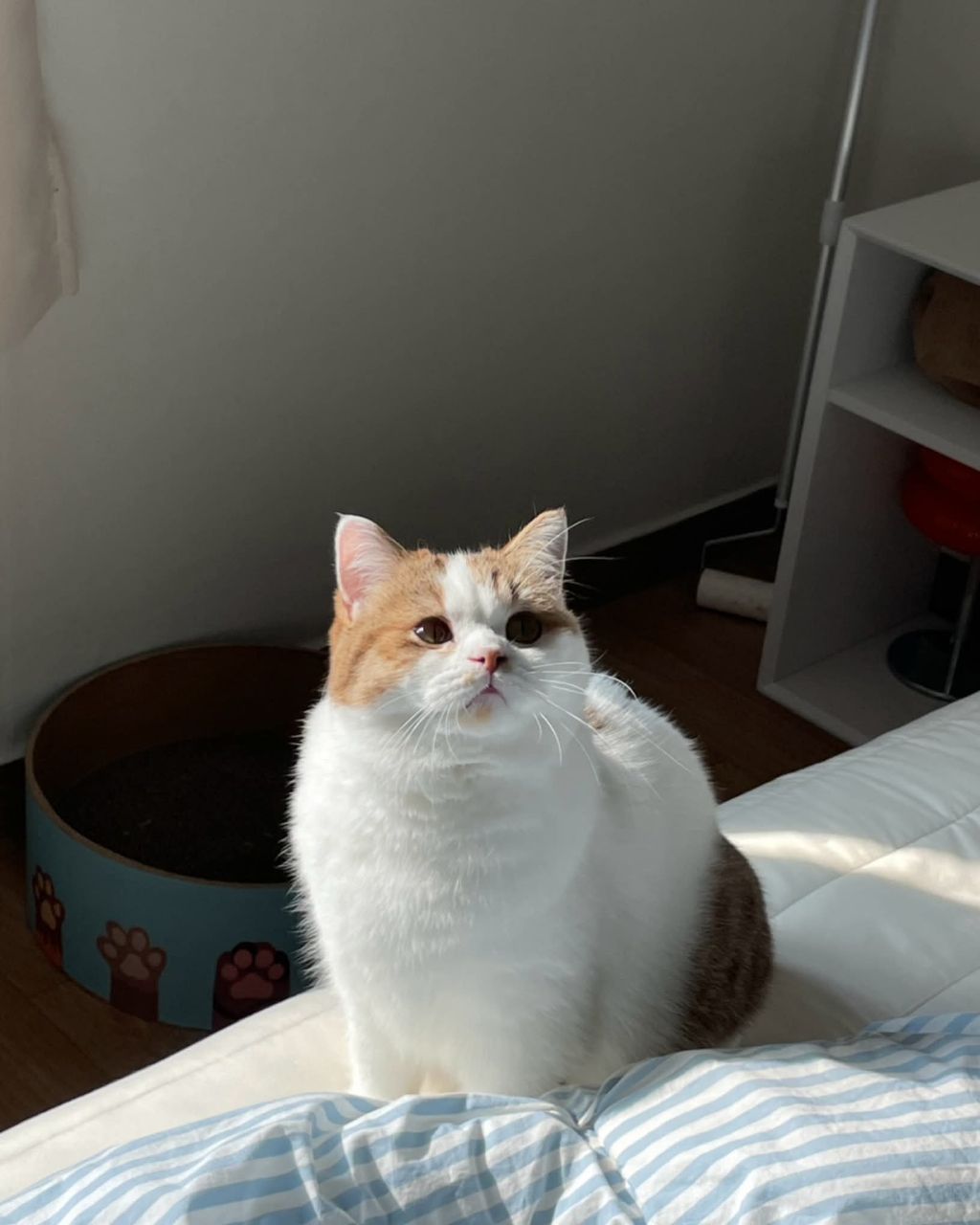 보호소냥이가 집냥이가 된 과정 | 인스티즈