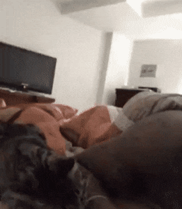 집사 깨울줄 아는 고양이.gif | 인스티즈