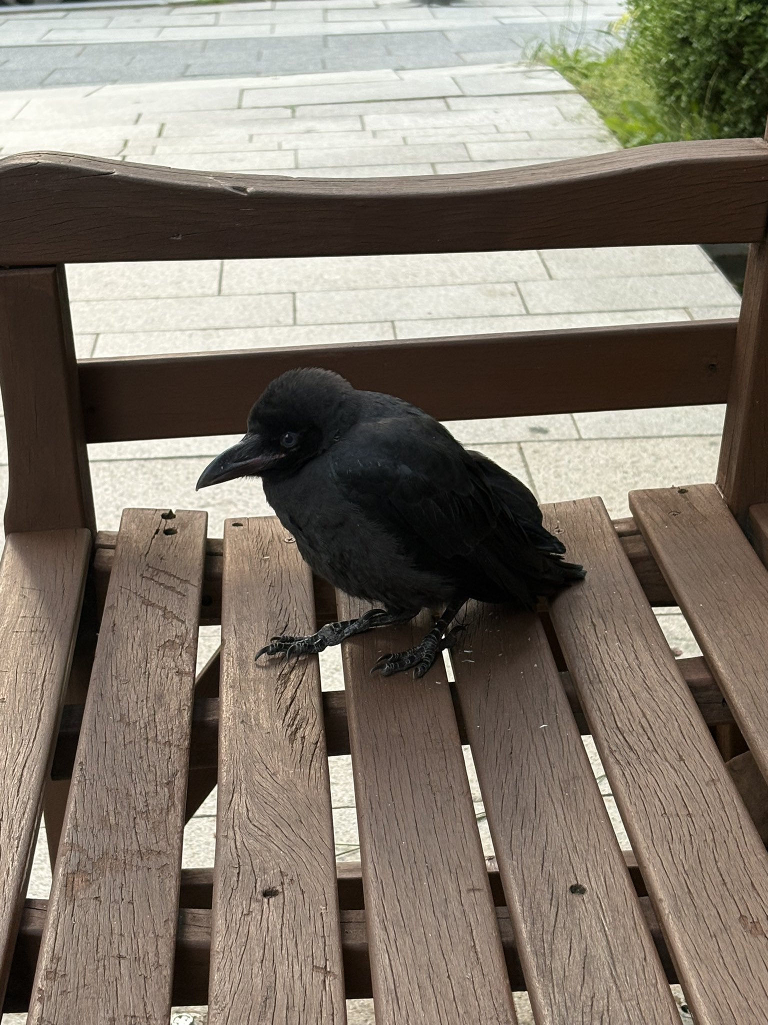 벤치에 멍하니 앉아있는 까마귀.jpg | 인스티즈