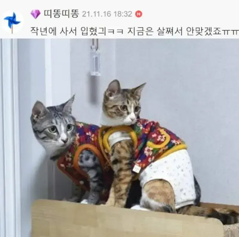 요즘 K-고양이 핫템.JPG | 인스티즈