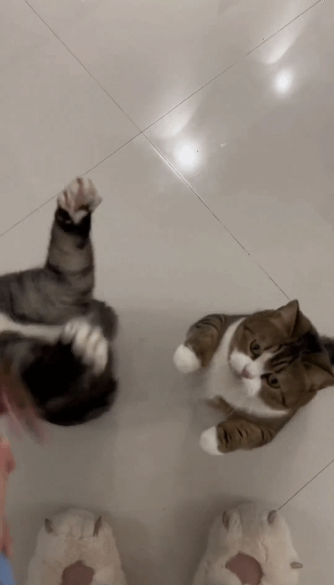 화려한 손놀림에 고장나버린 고앵이 | 인스티즈