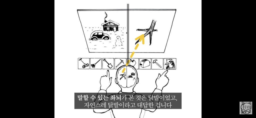 (스압)분리 뇌 실험 | 인스티즈