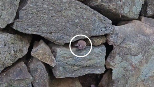 8년만에 지리산에서 포착된 멸종위기동물 | 인스티즈