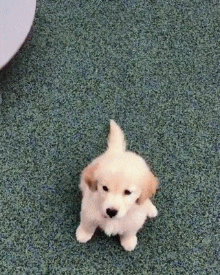 미끄럼틀타는 인절미 | 인스티즈