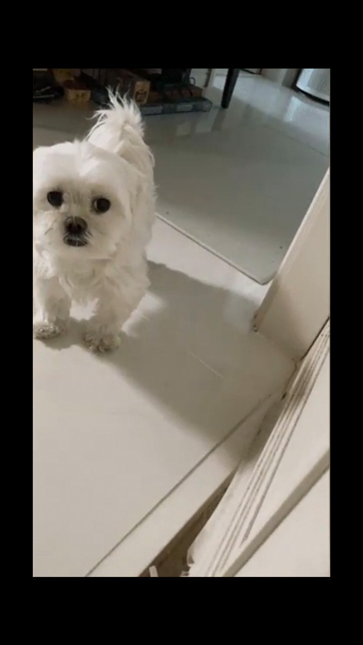 강아지 산책 시키려다 급똥옴 | 인스티즈