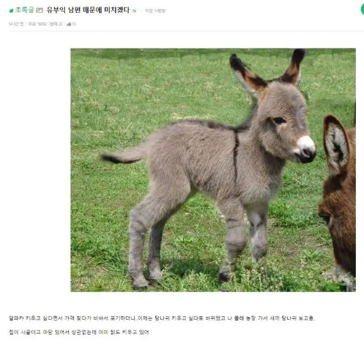 키우는거 좋아하는 남편 | 인스티즈