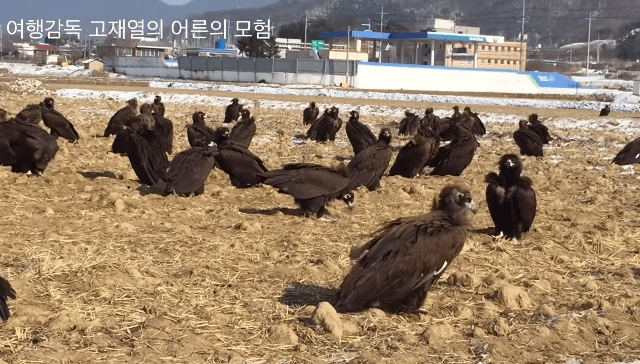 의외로 철원에서 흔한 장면.gif | 인스티즈