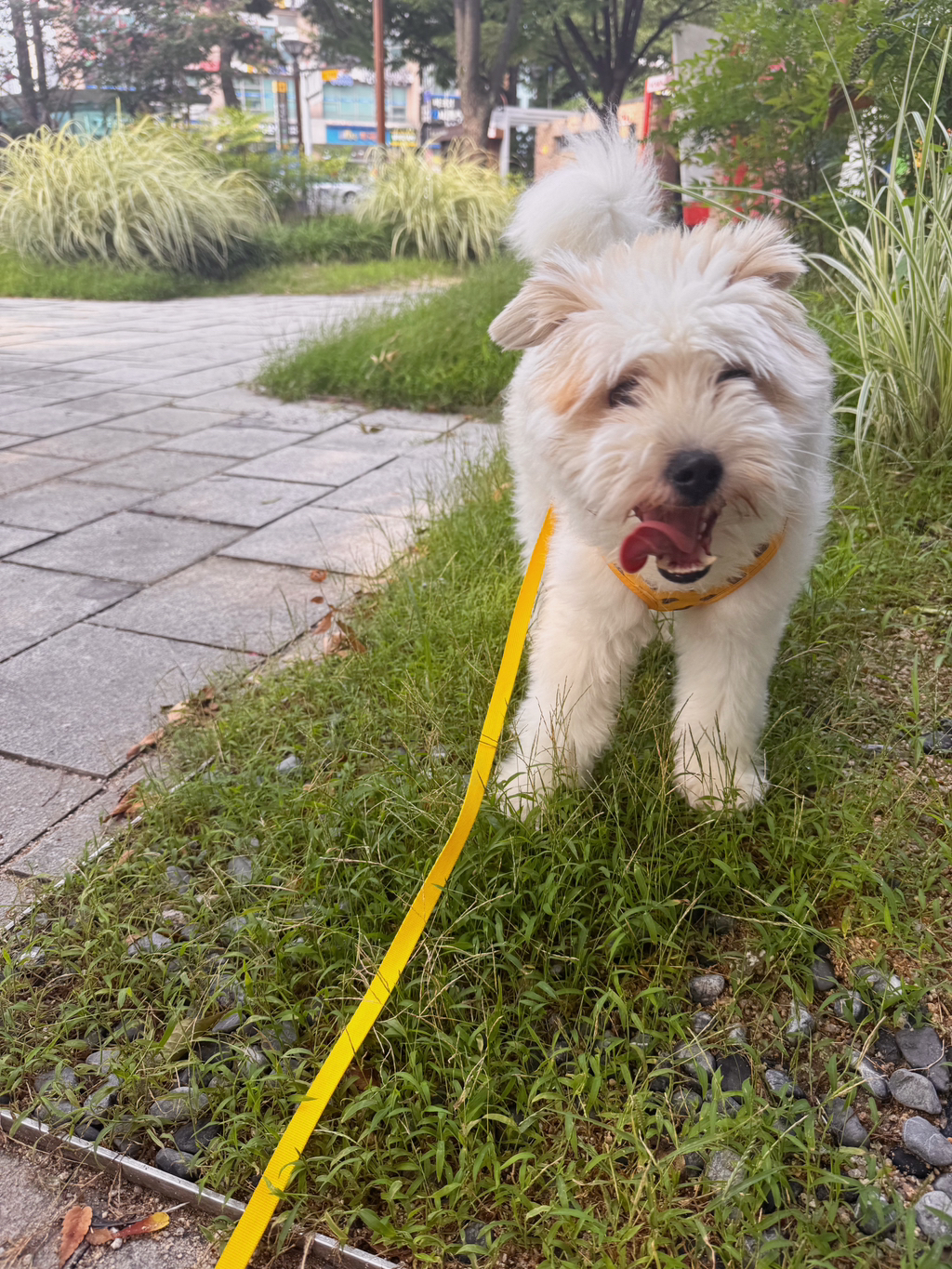 길냥이 길댕이 맘에들면 주워가라길래 주워옴 | 인스티즈