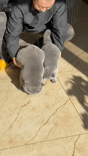 뚱냥이와 일반냥이 | 인스티즈