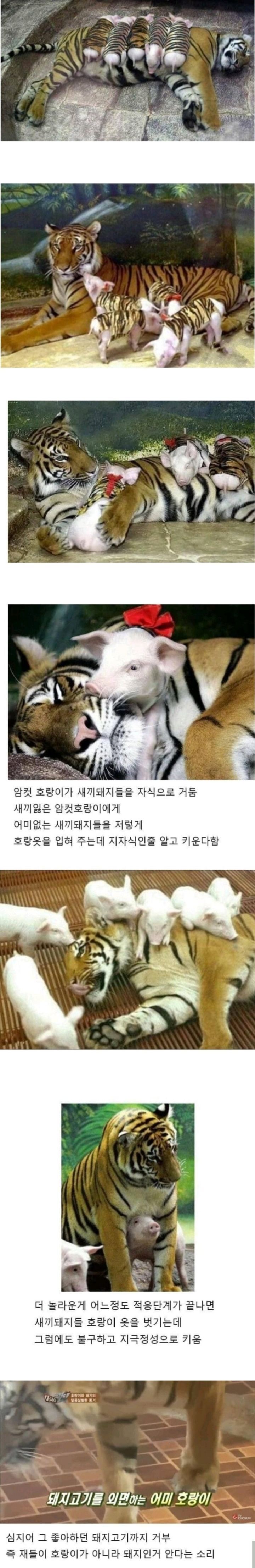 호랑이의 모성애 | 인스티즈
