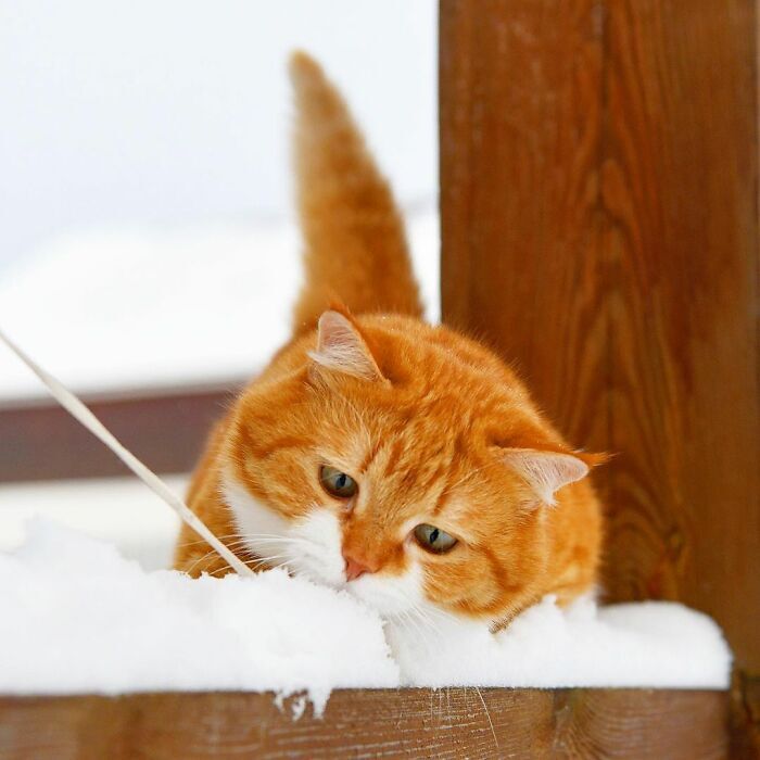 러시아 고양이 .jpg | 인스티즈