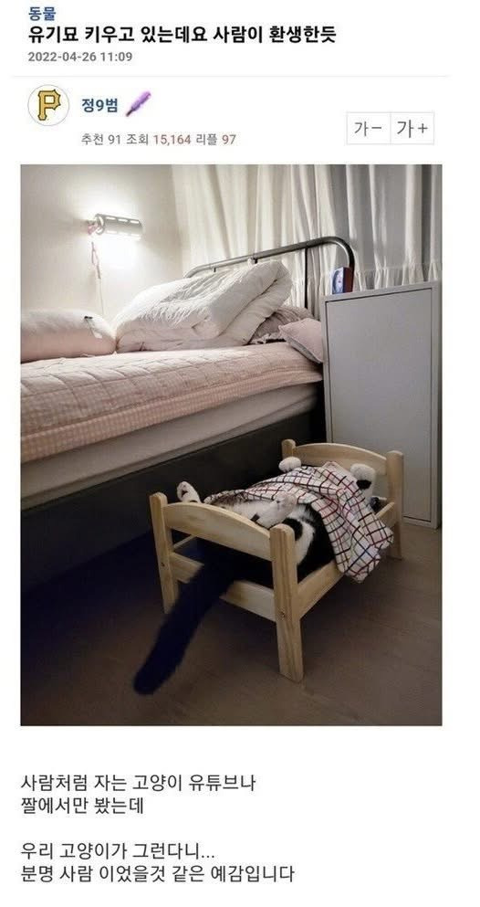 길고양이 주운 후기 | 인스티즈