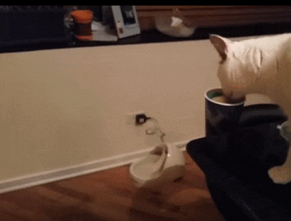 집사들은 아는 평범한 고양이의 모습 | 인스티즈