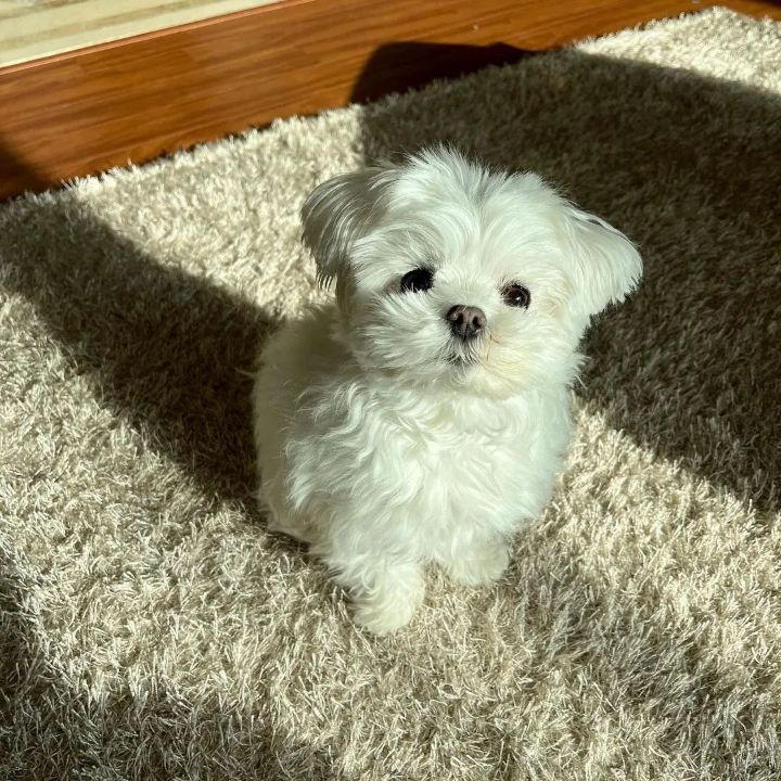 이게 어떻게 11살이야? 아가고만 | 인스티즈