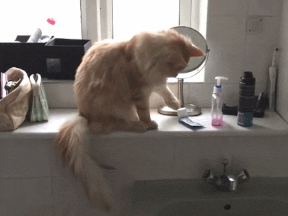 집사들은 아는 평범한 고양이의 모습 | 인스티즈