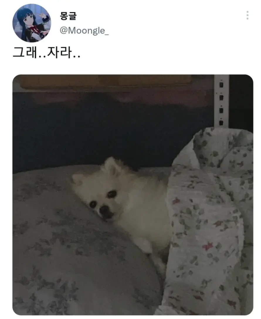 명절 주인보다 먼저 지친 강아지 | 인스티즈