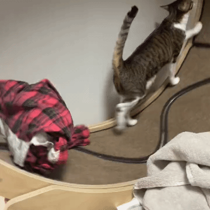 드럼세탁기 돌려주는 고양이.gif | 인스티즈