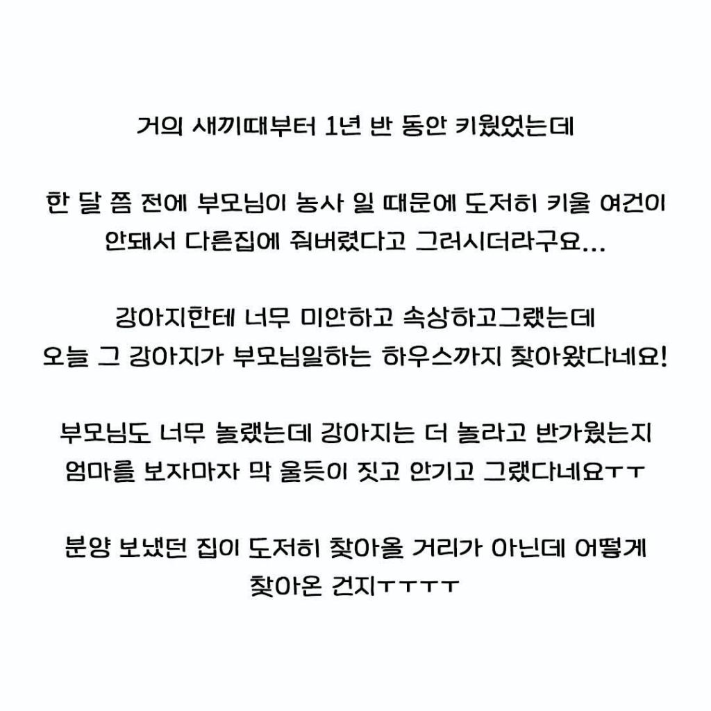 다른집에 분양보냈던 강아지가 집까지 찾아왔네요 | 인스티즈