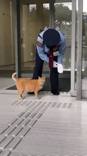 2년동안 미술관에 침입을 시도한 고양이.jpgif | 인스티즈